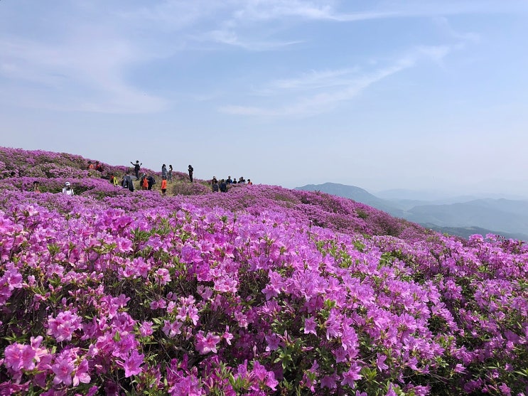 [경남산청/여행] 합천 황매산 철쭉(19.05.05)과 꿀 팁!