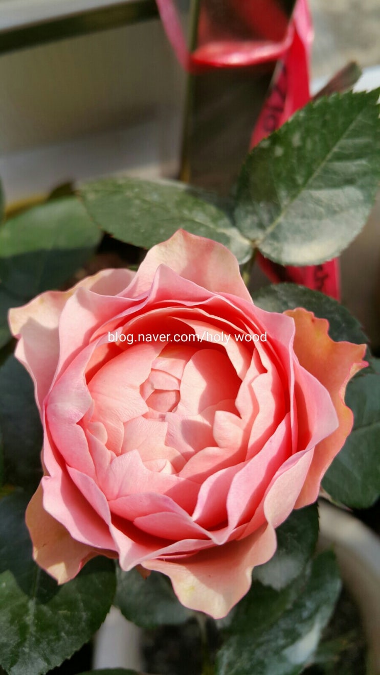  미니 장미 이름 찾다. Roses Forever