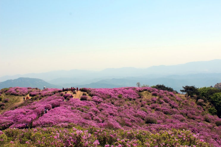  합천 황매산 황매산 철쭉제 황매산 철쭉이 절정이에요