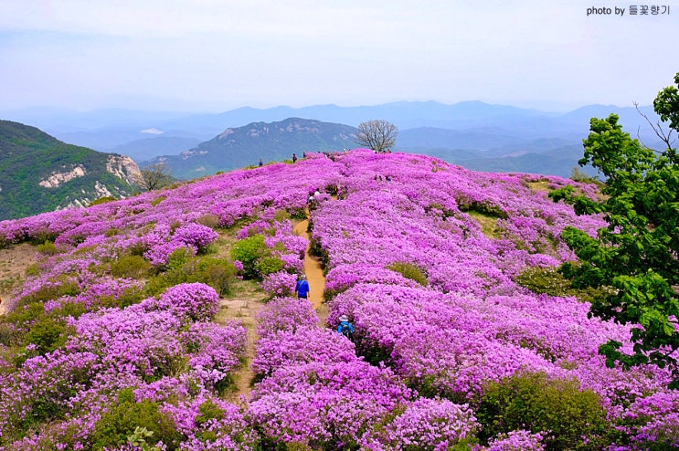  합천 황매산철쭉제 장관이 끝내주네요
