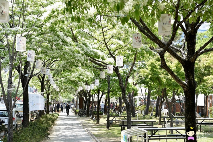 유성온천문화축제 이팝나무꽃 피는 5월엔 대전여행