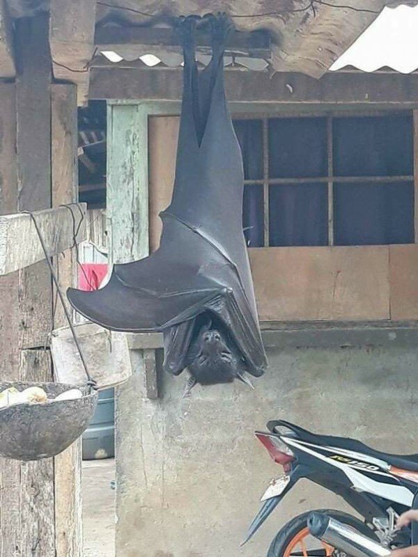 필리핀 흔한 마당 풍경ㄷㄷㄷ 필리핀 흔한 마당 풍경ㄷㄷㄷ