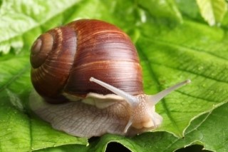  '먹으면 약'이 되는 67가지 음식 
