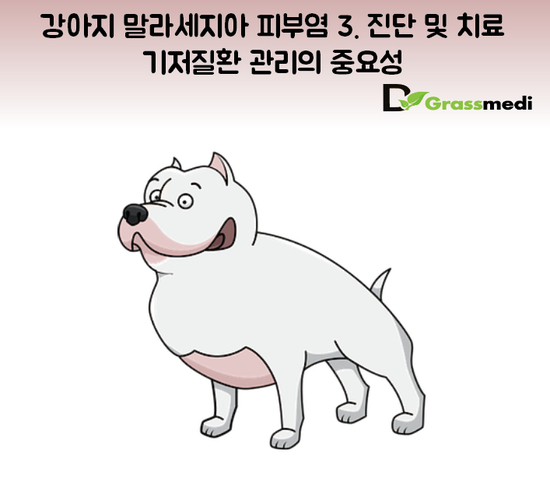  강아지 말라세지아 피부염 3. 진단 및 치료ㅣ기저질환 관리의 중요성