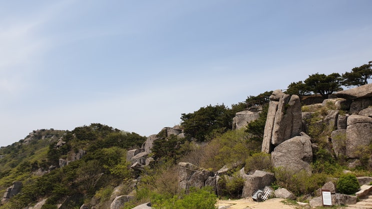  신선이 거문고를 타는 비슬산 참꽃산행
