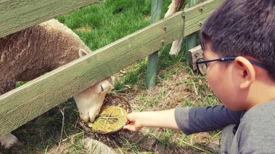  동물먹이주기체험-대관령양떼목장에서 양과의 만남