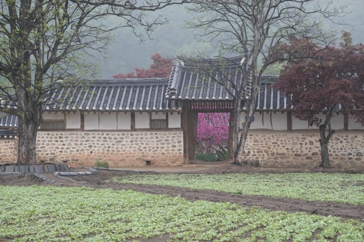  녹두꽃 촬영지, 김명섭 고택에 진분홍 봄 꽃이 내려 앉다. (정읍여행) 