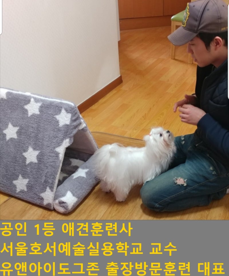 강아지 짖음 훈련!산책할때 행동교정은? : 네이버 블로그