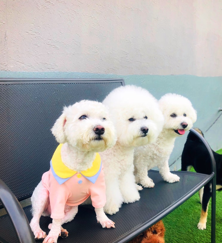 [애견유치원] 멍스토리유치원 친구들 입니다 ^^