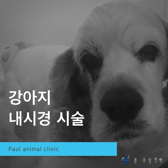 강아지 위 이물, 내시경 & 폴 동물병원(24시 진료, 분당, 성남, 판교)