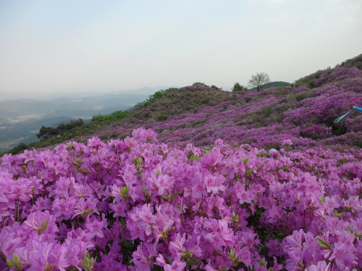  합천 황매산철쭉제 ~진분홍 철쭉군락지 탐방