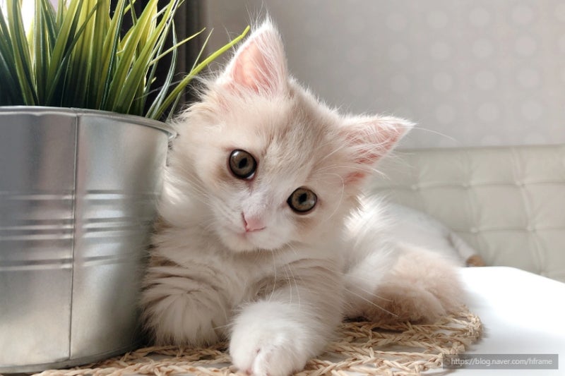 고양이 대표간식, 츄르에 대해.. : 네이버 블로그 고양이 대표간식, 츄르에 대해.. : 네이버 블로그