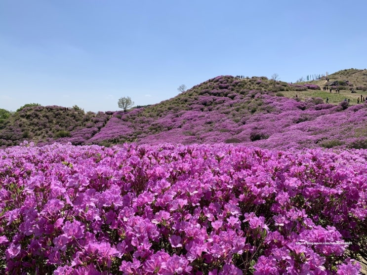 합천 여행 :: 황매산철쭉제(황매산군립공원)