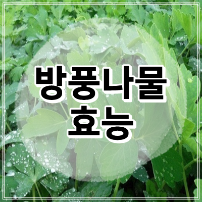  방풍나물 효능 및 부작용 방풍뿌리 방풍잎 중풍예방 쿠마린