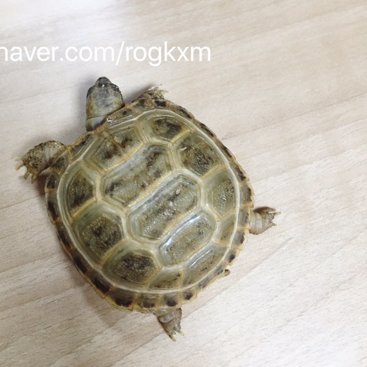  육지거북 성장선