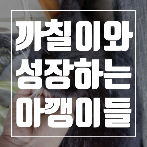  완도전복마을의 마스코트! 까칠이와 성장하는 아깽이들