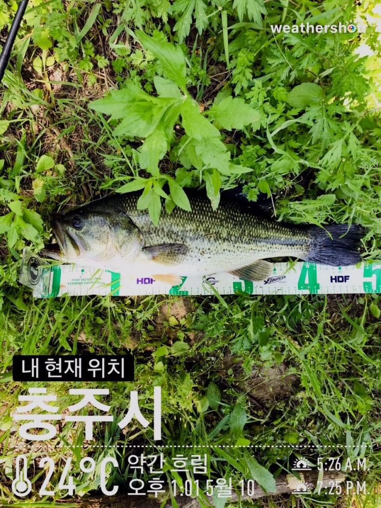  2019년 충주 배스 16