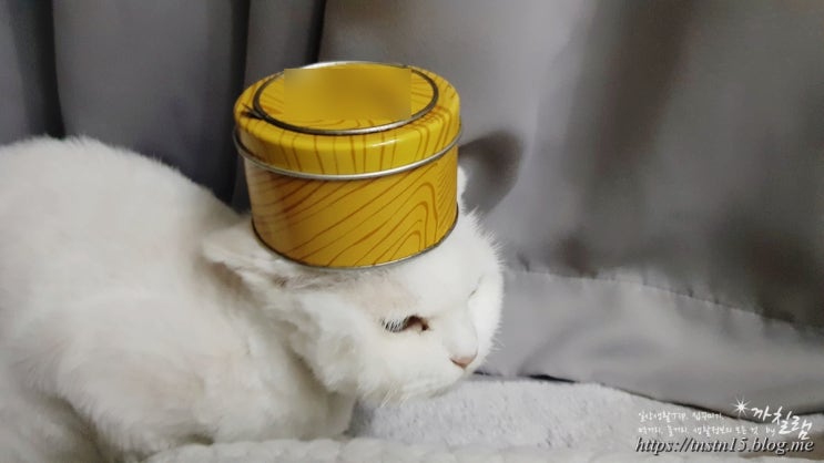  노묘 (고양이 묘기)