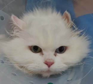  제이의 건강검진 / 용산 라온동물병원