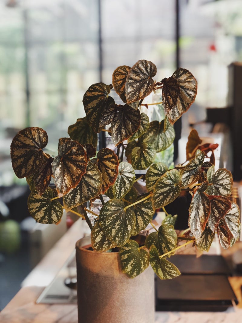 Begonia U168 네이버 블로그 Begonia U168 네이버 블로그