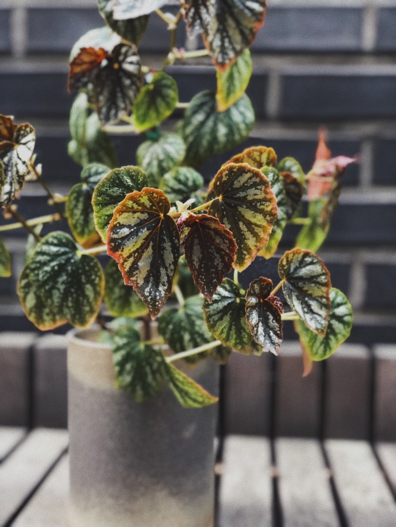 Begonia U168 네이버 블로그