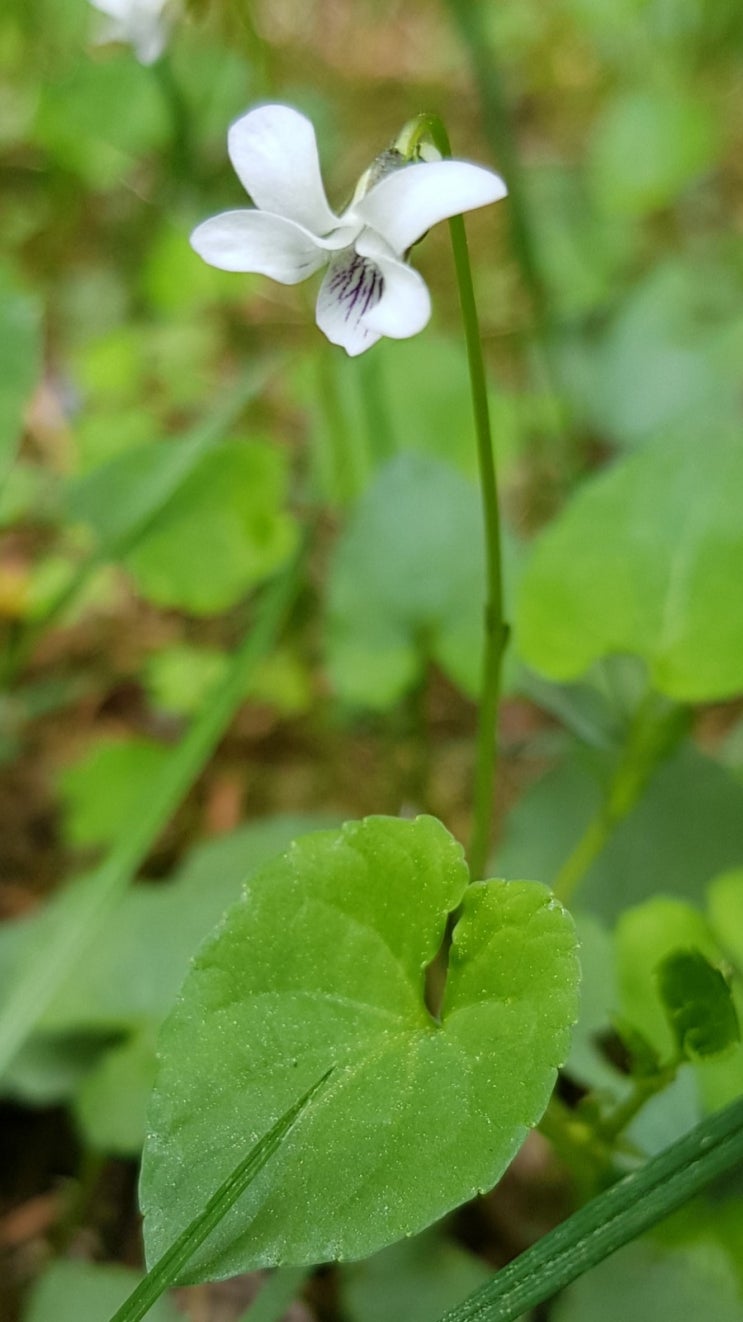  콩제비꽃