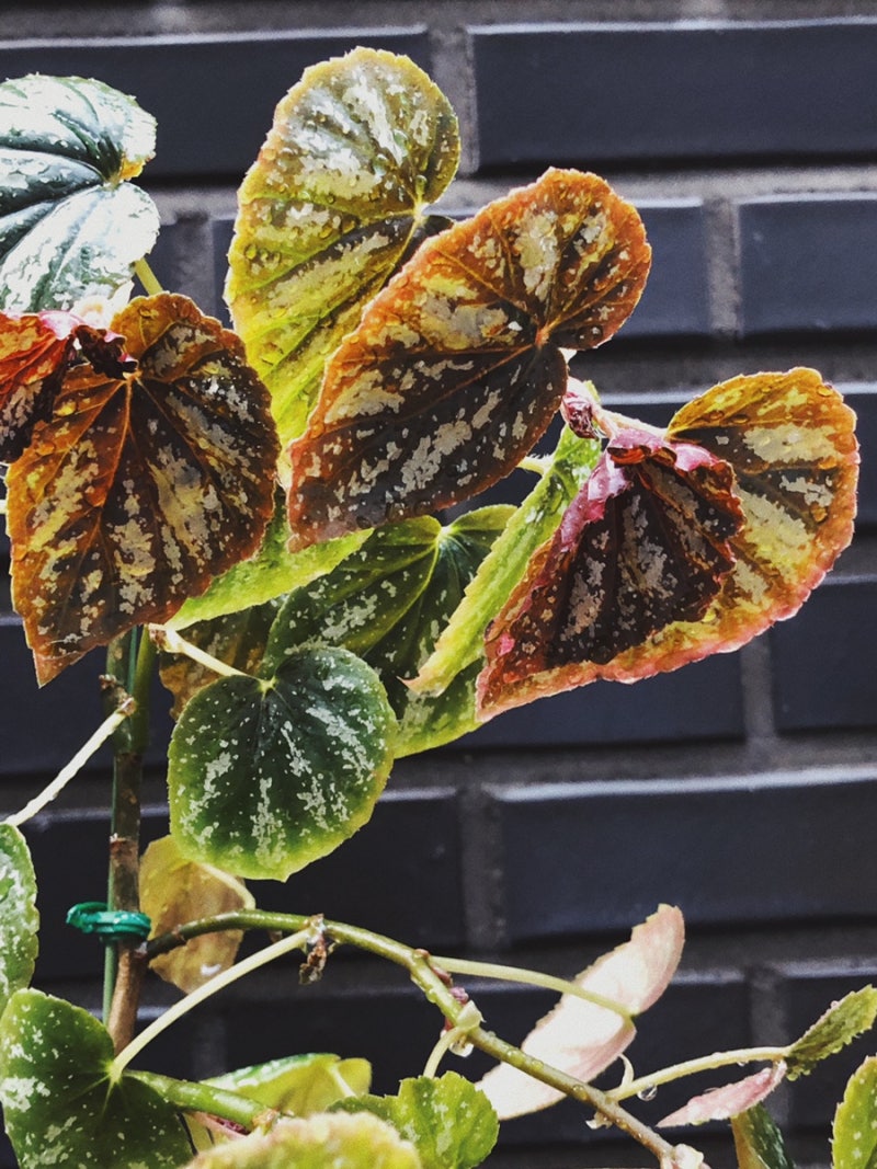 Begonia U168 네이버 블로그 Begonia U168 네이버 블로그