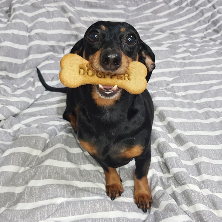  강아지 간식 버거킹 독퍼(DOGPPER)