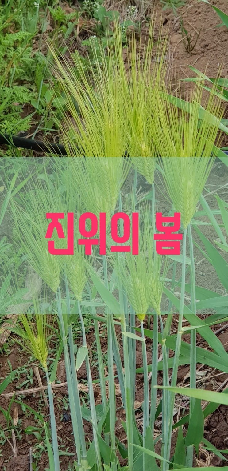  진위면 가곡리 환지지역...투자물건지답사..진위의 봄..
