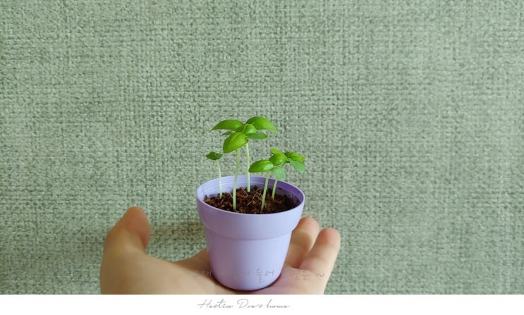  원예재료 하고 예쁜화분 까지 있는 그린조이 분갈이 해보았어요