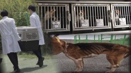  '그것이 알고 싶다' 복제견 메이, 왜 실험대에 올랐나