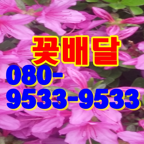  해군호텔W웨딩홀꽃배달, 착한가격꽃배달, 총알배송꽃배달