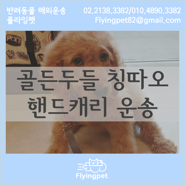  칭다오 핸드캐리 골든두들 라봉이 / 강아지중국직접데려가기, 강아지중국운송, 강아지해외출국, 고양이중국검역, 반려동물해외운송, 플라잉펫
