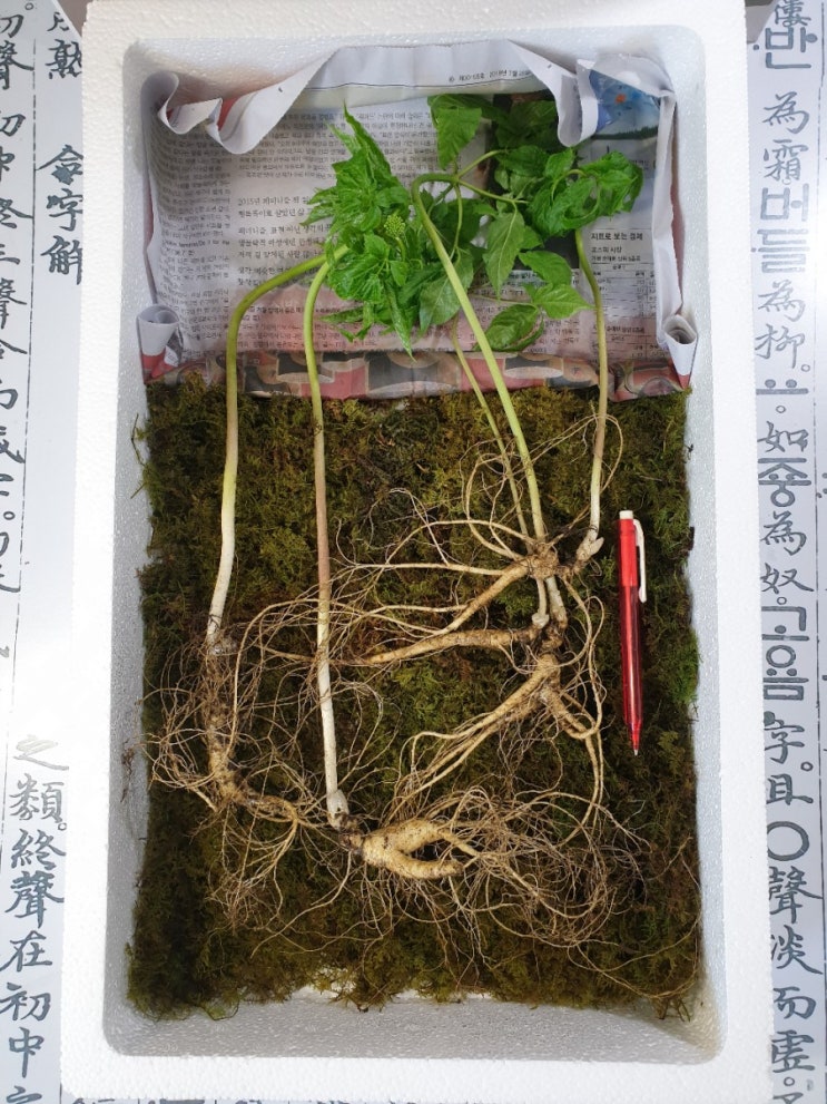  한국의 山參 이야기