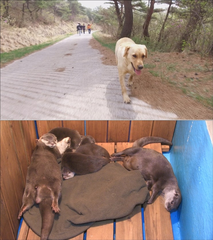  <TV동물농장> 은봉산 안내견 땡이