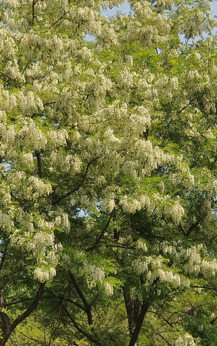  호상(好喪)