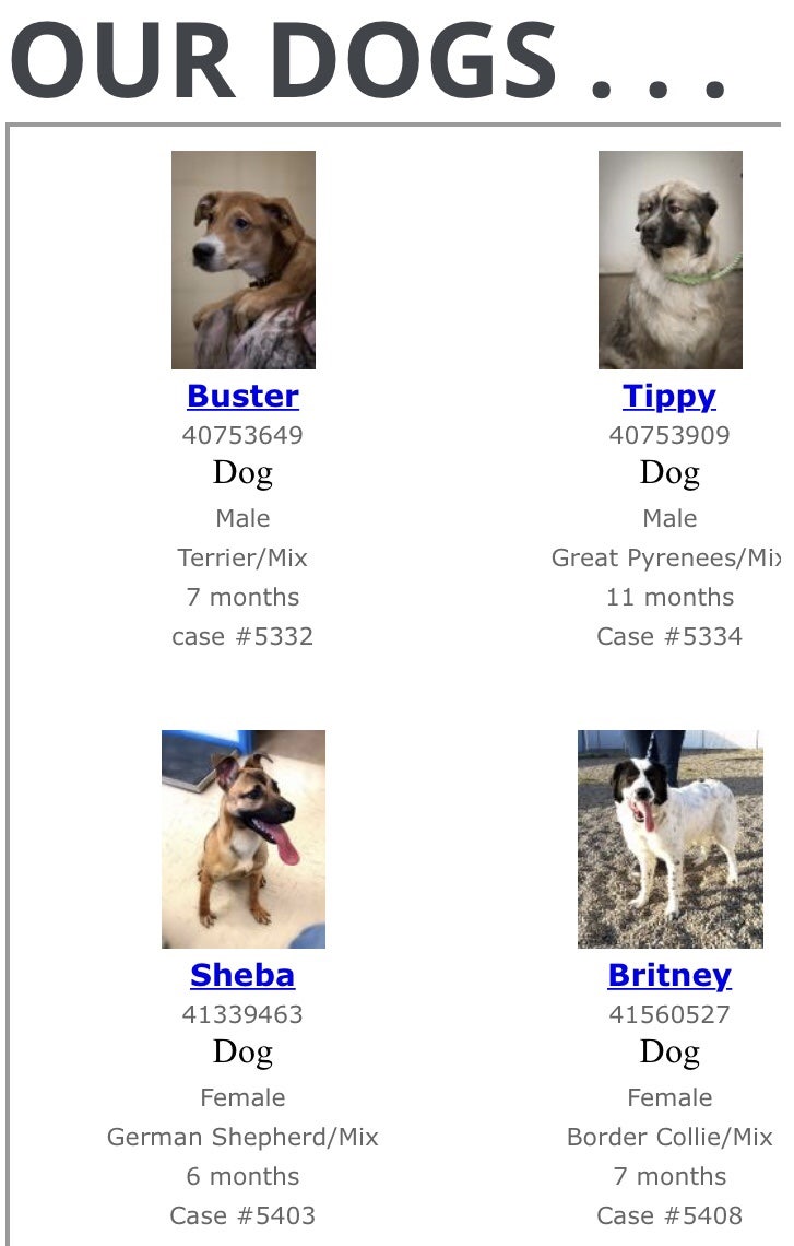 자원봉사] 캐나다에서 동물보호소 자원봉사 하기 : 네이버 블로그, image size:727x1140