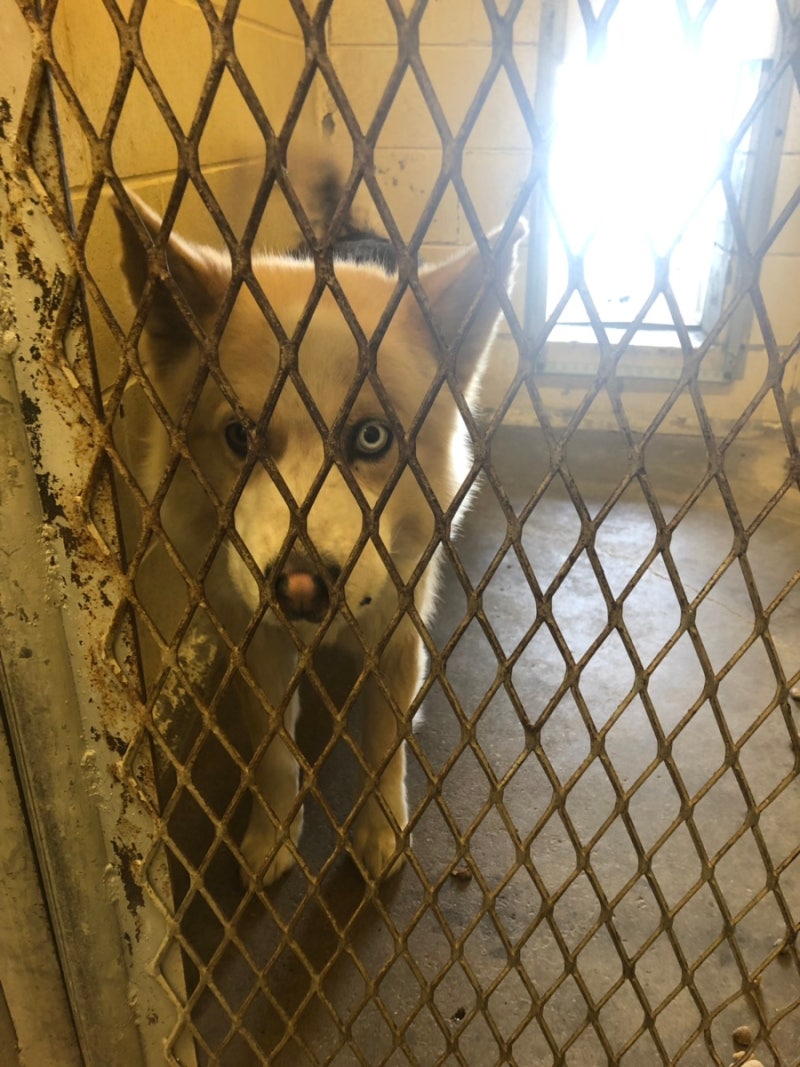 이거 보더 콜리 믹스 맞아? : r/BorderCollie, image size:800x1067