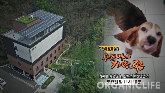  <그알> 세계최초 '개 복제'의 슬픈 자화상. 복제견 메이와 이병천 교수