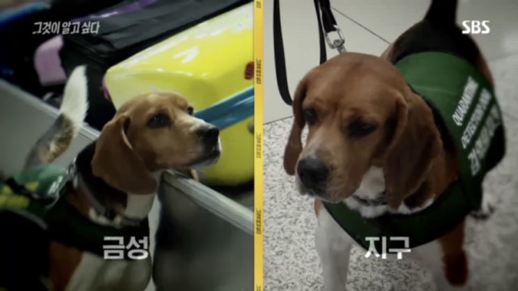  그것이 알고 싶다 - 서울대 이병천 교수가 실험도구로 이용한 퇴역 탐지견 메이 반복되지 않도록 청원해주세요