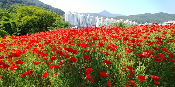  능포 양지암조각공원에 장미보러 갔다가 허탕...