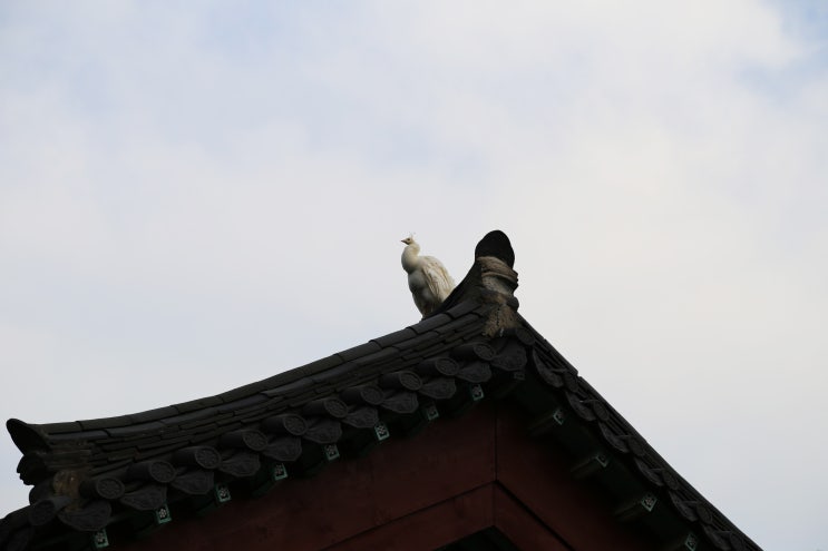  부처님 오신 날 통도사...