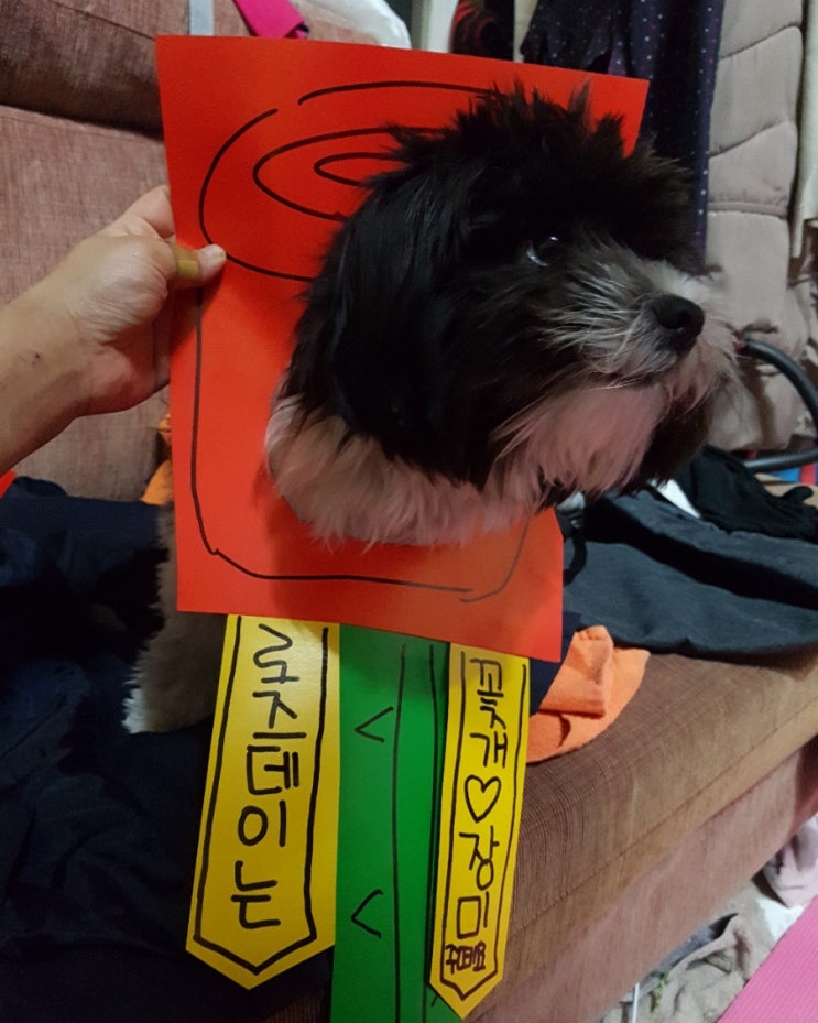  휴무일일상 개네이션 나갔다오면 서프라이즈 밸버드배변패드 로즈데이 장미꽃바구니