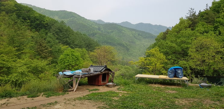  산에 산마늘,명이나물 농장 휴일엔 밀린일...^^