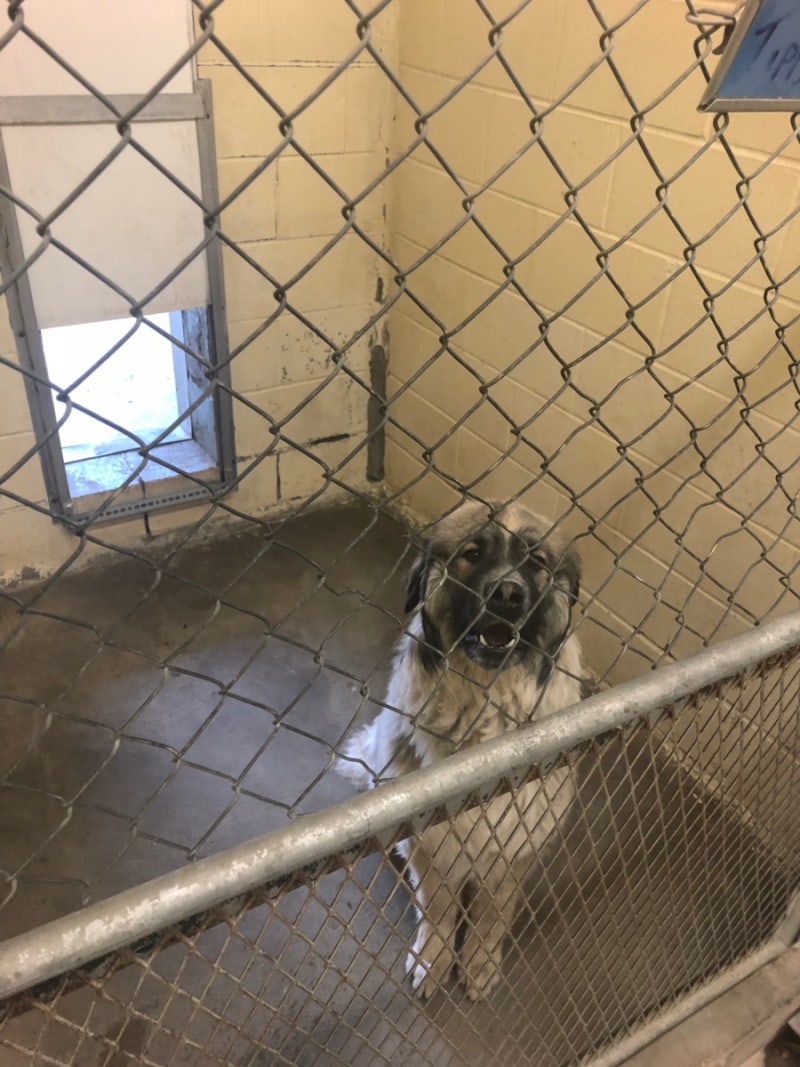 익산보호소 비교되는 한국야생동물보호협회 제주보호소 안락사 : 네이버 블로그, image size:800x1067