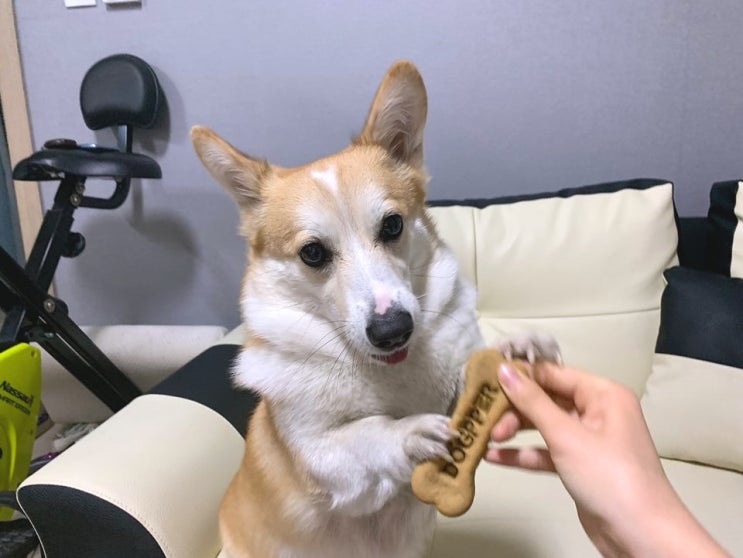  버거킹 독퍼! 댕댕이 줄라고 햄버거 먹었어요