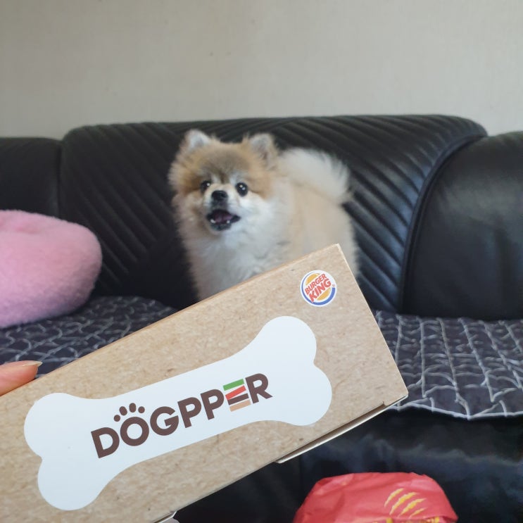  버거킹 강아지 간식 독퍼 먹어봤어요 :)