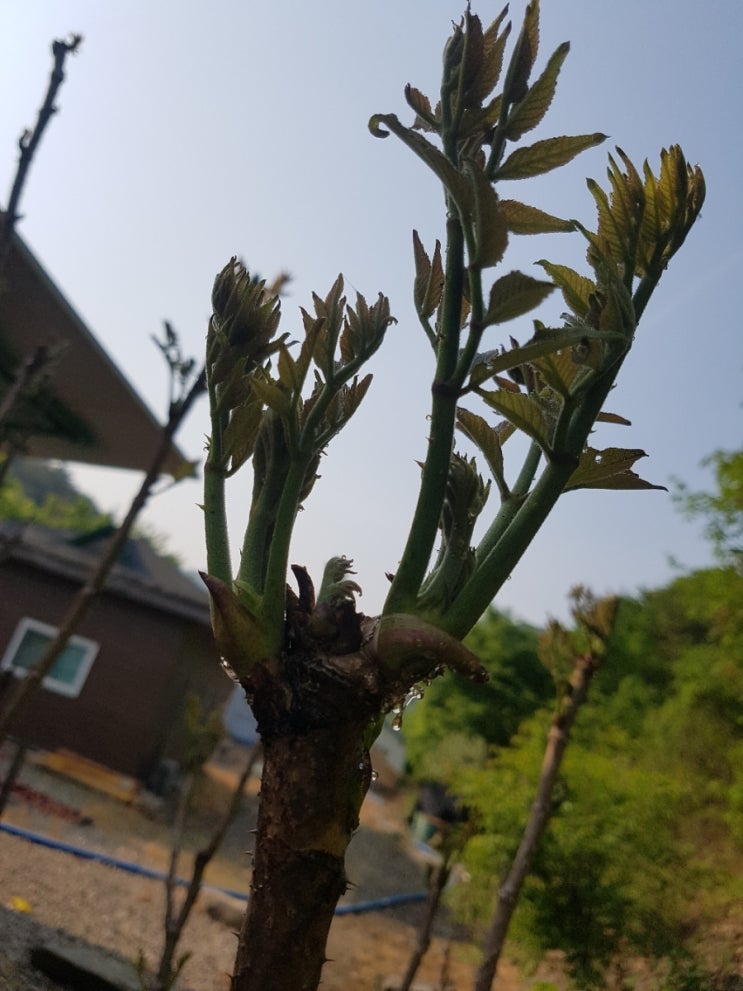  두릅산행