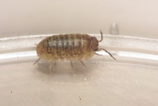  공벌레 / 강경화