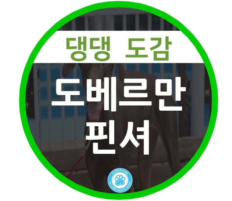  24시 강동 스카이 동물병원 댕댕 도감 : 도베르만핀셔